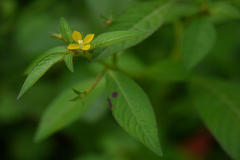 Ludwigia octovalvis